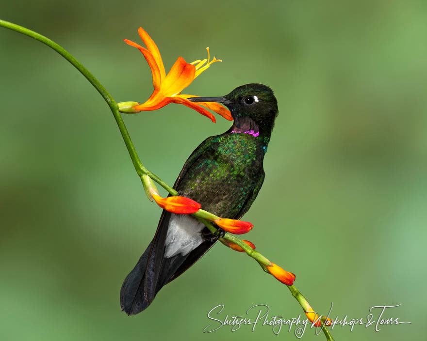 Tourmaline sunangel hummingbird perched on flower