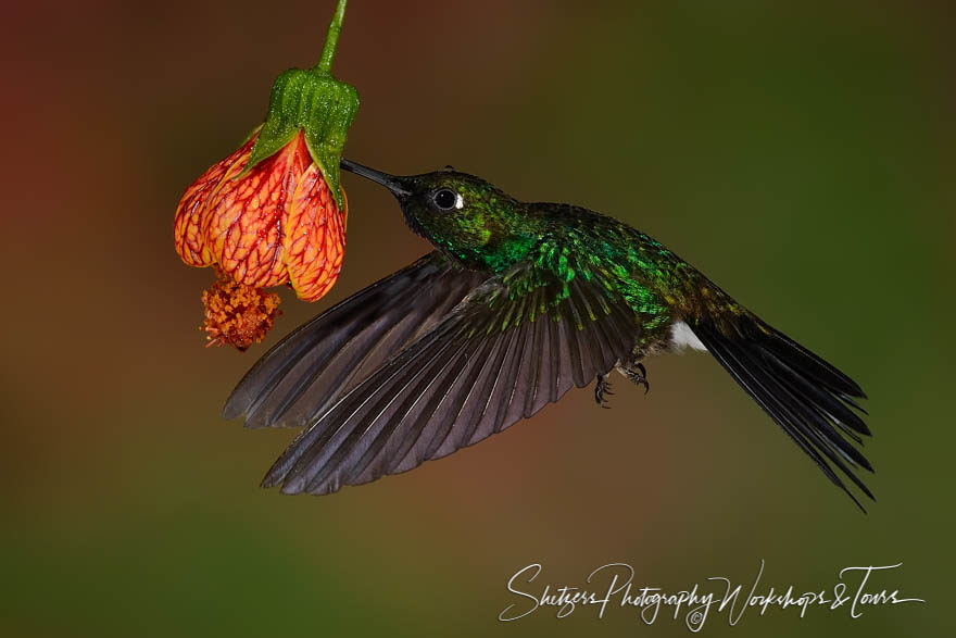 Tourmaline sunangel hummingbird pokes flower
