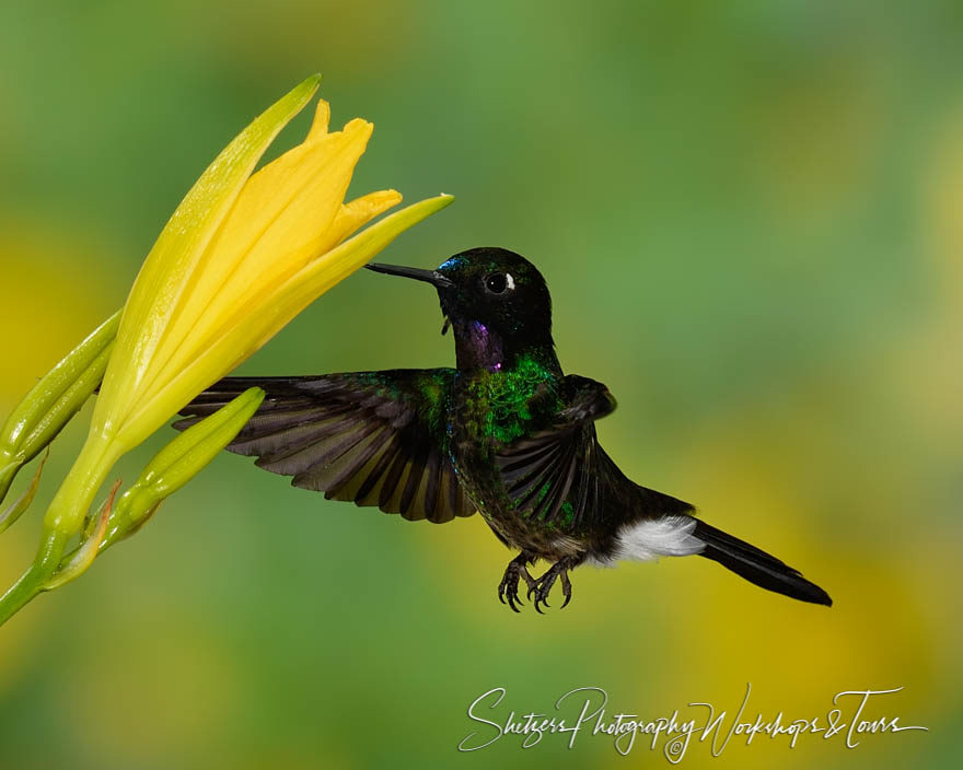 Tourmaline sunangel hummingbird with yellow flower