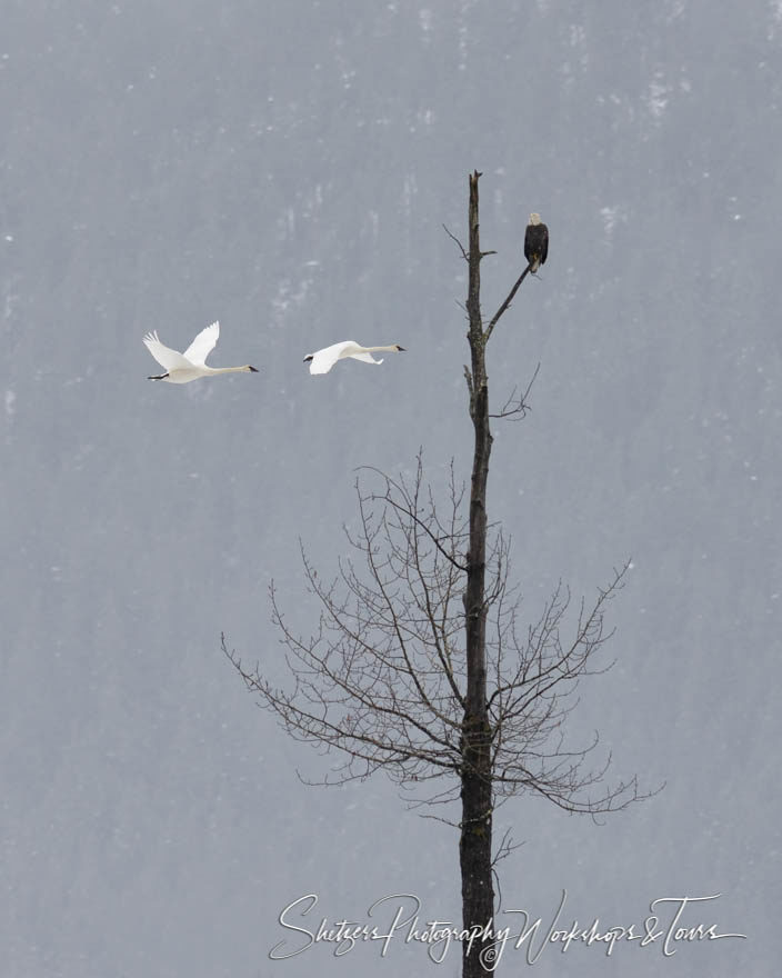 Trumpeter Swans and Bald Eagle