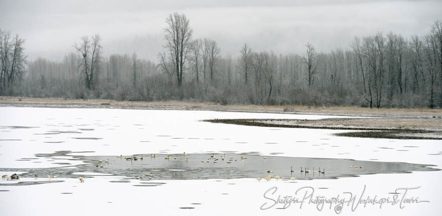 Trumpeter Swans remaining in frozen lake