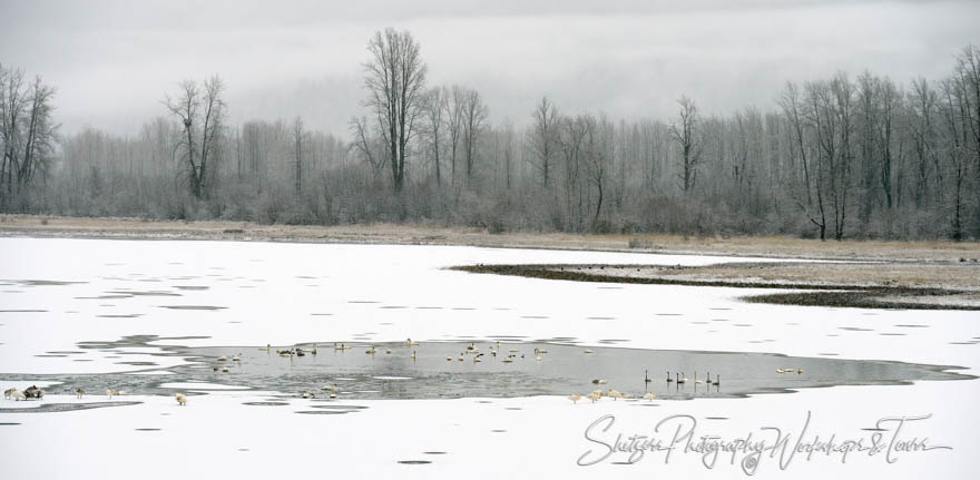 Trumpeter Swans remaining in frozen lake 20151103 145725