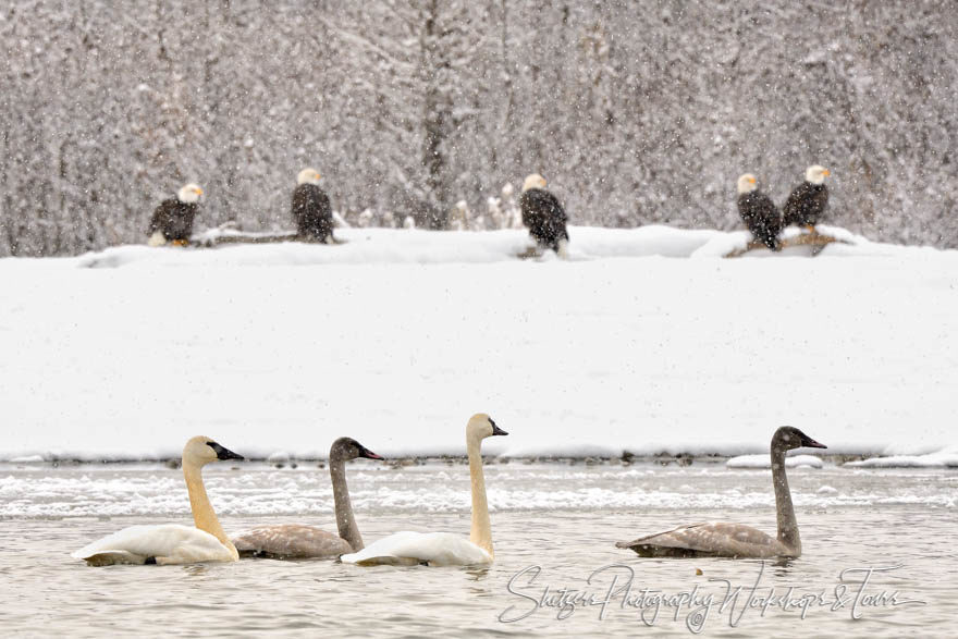 Trumpeter Swans with Bald Eagles in the background