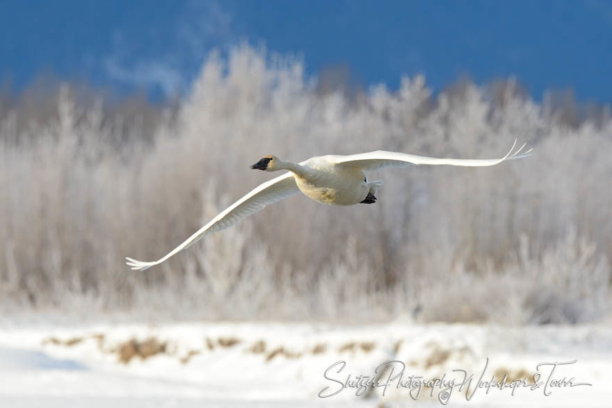 Trumpter Swan in-flight against snowy background