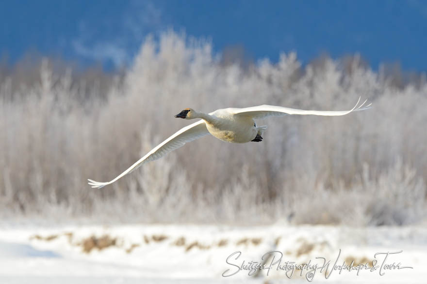 Trumpter Swan in flight against snowy background 20121121 135447