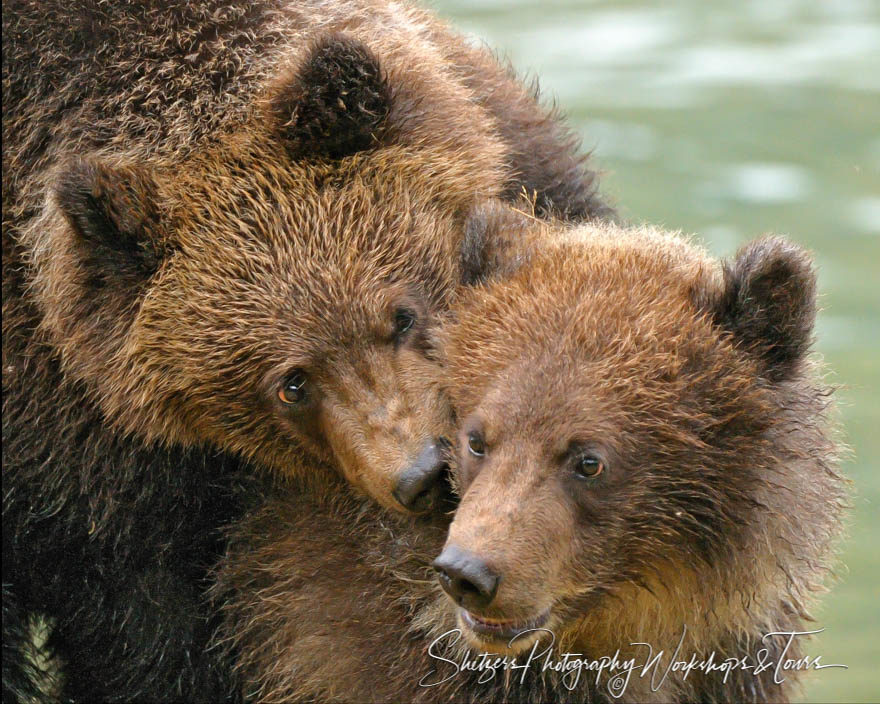 Twin Brown Bear cubs play