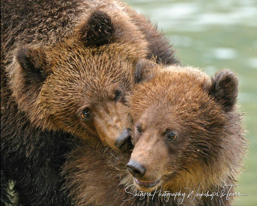 Twin Brown Bear cubs play 20101003 171310