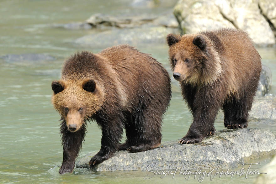 Twin Grizzly Bear Cubs pose for the photographer