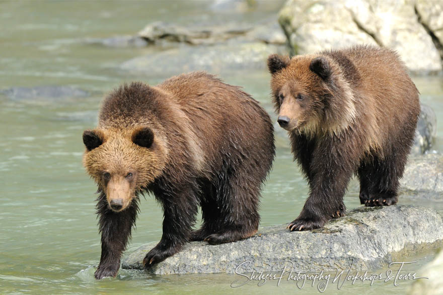 Twin Grizzly Bear Cubs pose for the photographer 20101003 173103