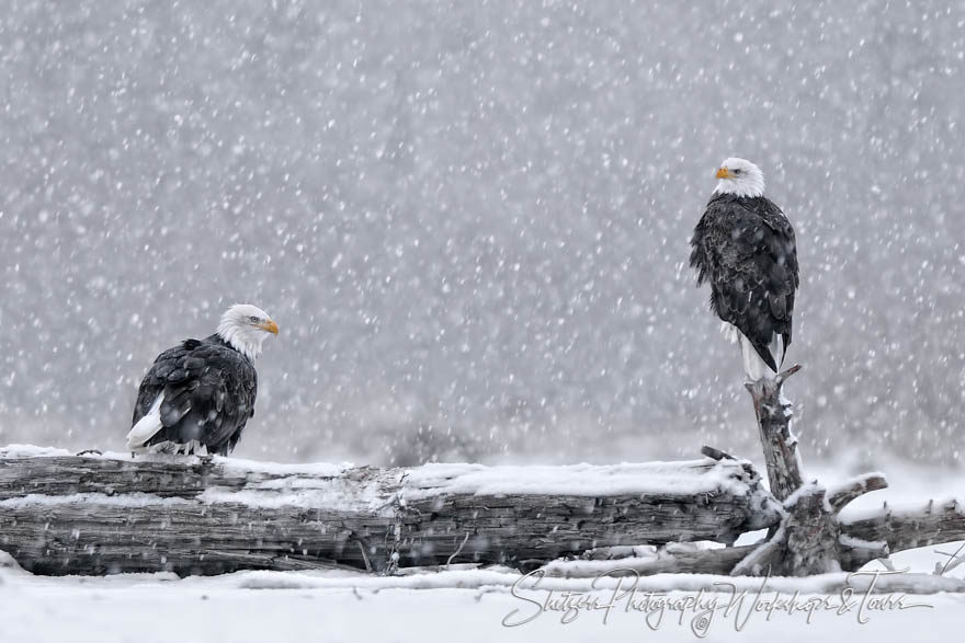 Two Bald Eagle in Snow