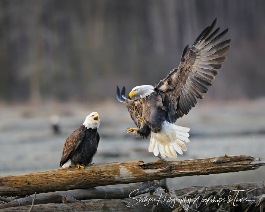 Two Bald Eagles with one inflight
