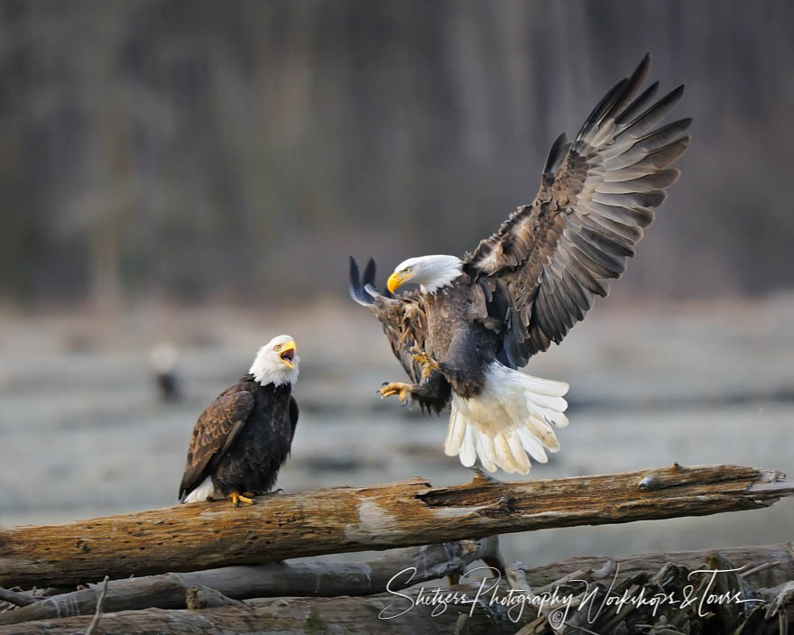 Two Bald Eagles with one inflight 20101115 133714