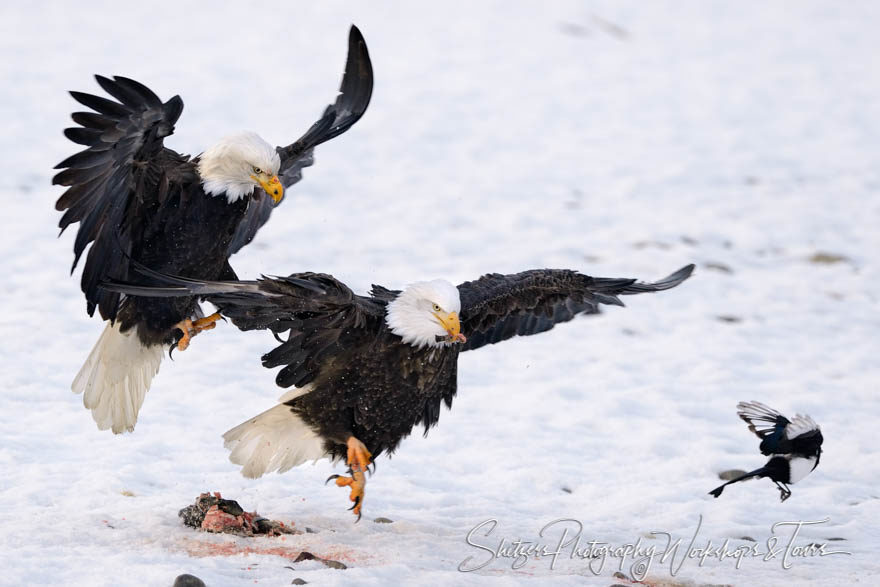 Two Bald eagles and a magpie compete over salmon