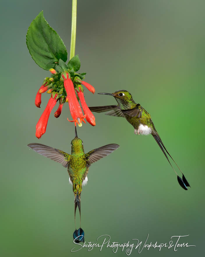 Two Booted Racket-tail Hummingbirds