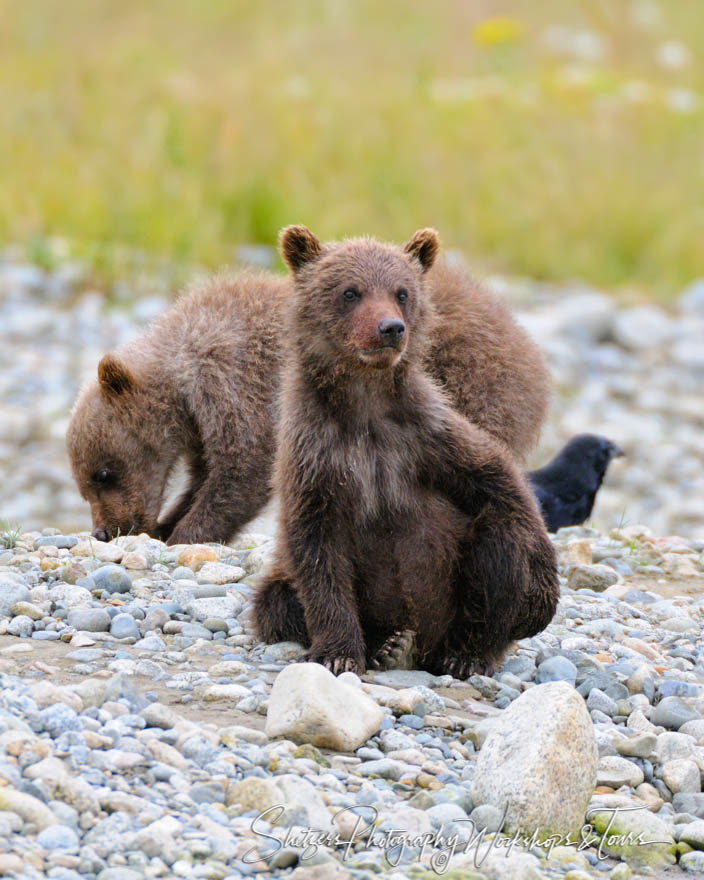 Two Brown Bear Bear Cubs in Alaska Backcountry