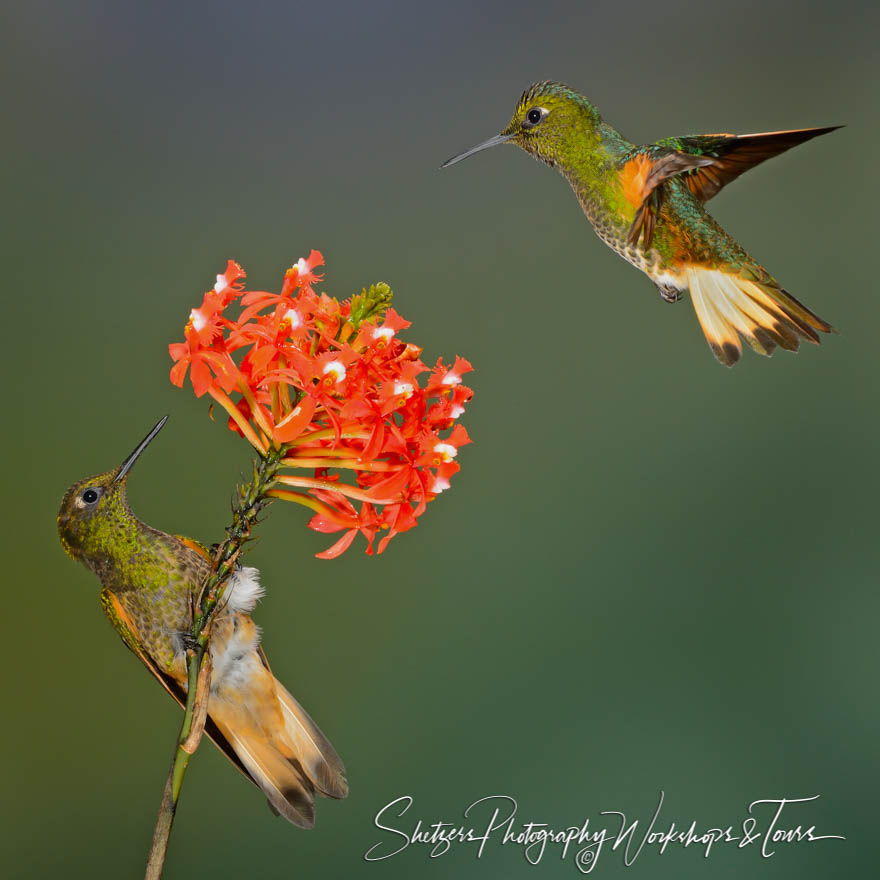 Two Buff tailed Coronet Hummingbirds 20120605 084116