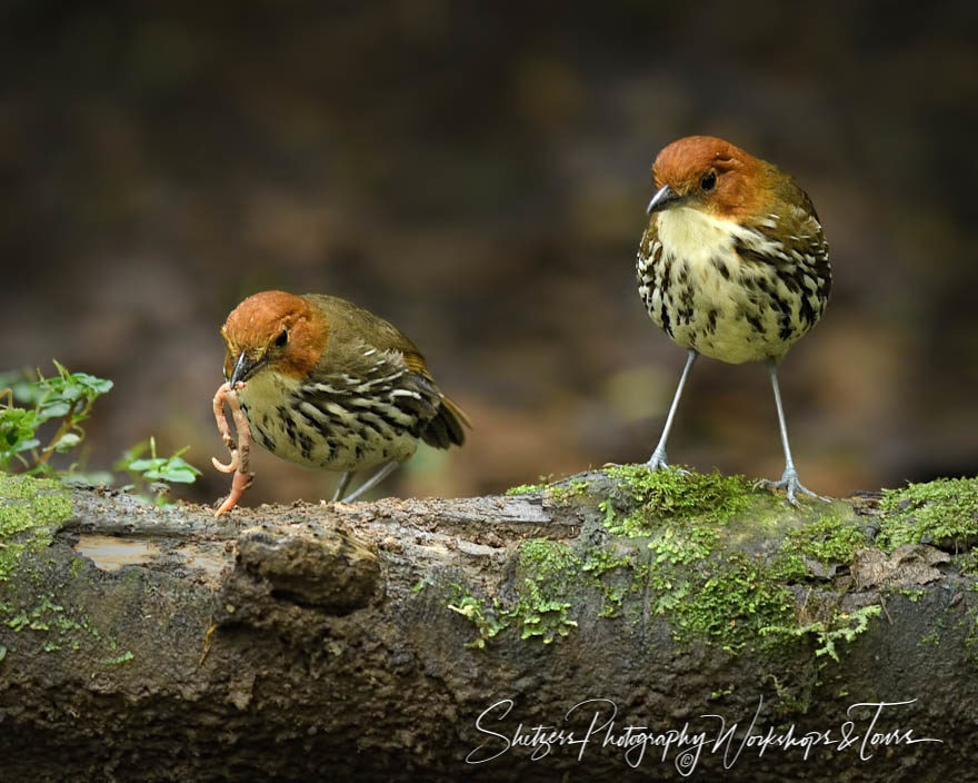 Two Chestnut-crowned Antpittas