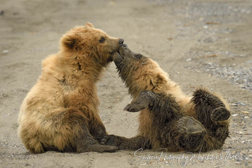 Two Cute Bear Cub Siblings