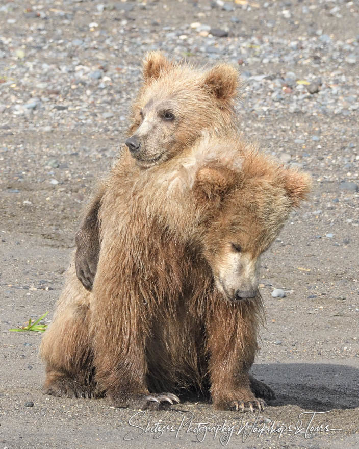 Two Cute Bear Cubs – Sibling Love