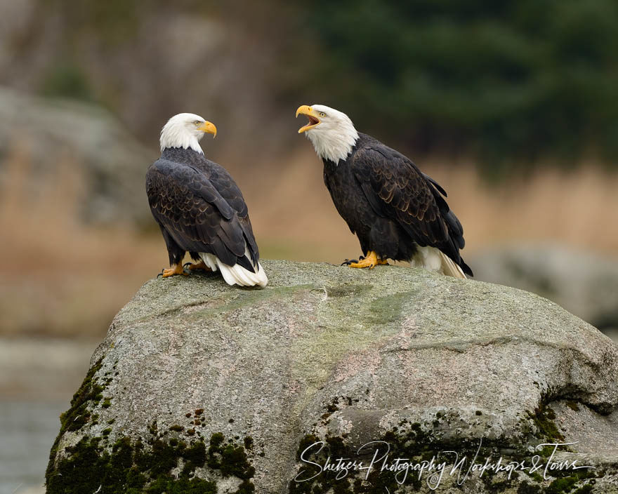 Two Eagles on moss covered rock