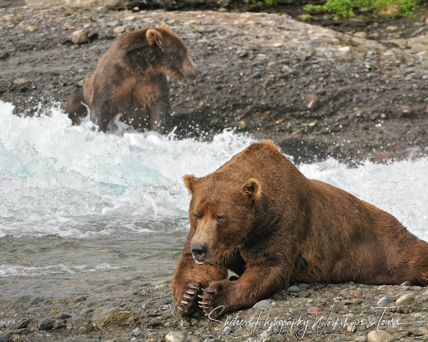 Two Grizzly Bears wait for Salmon