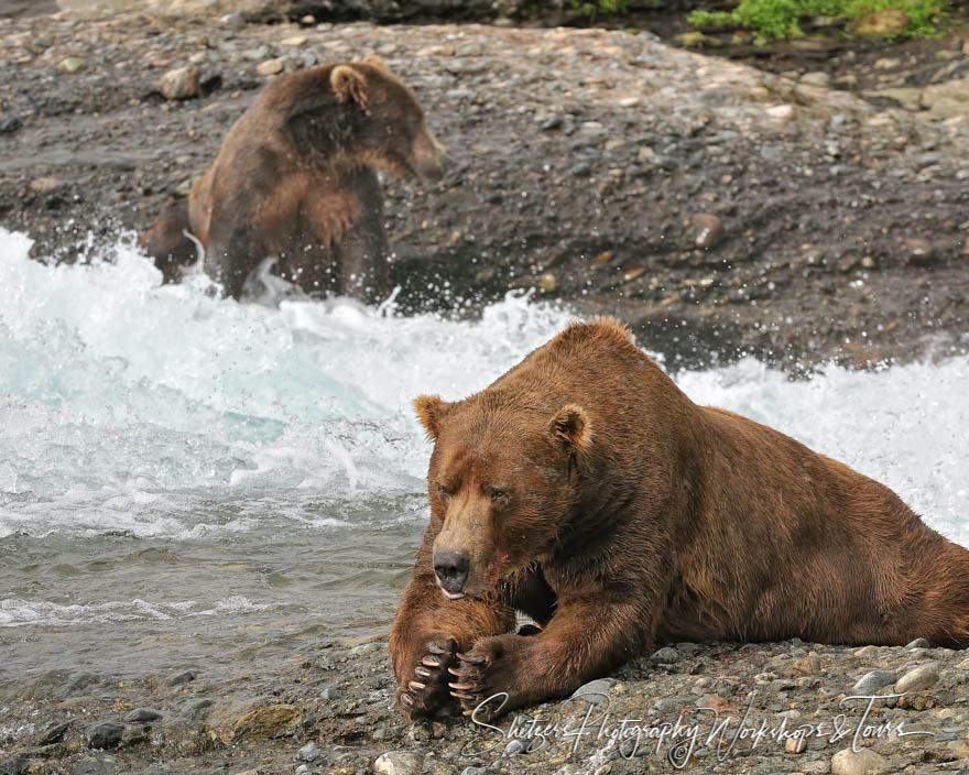 Two Grizzly Bears wait for Salmon 20100809 192012