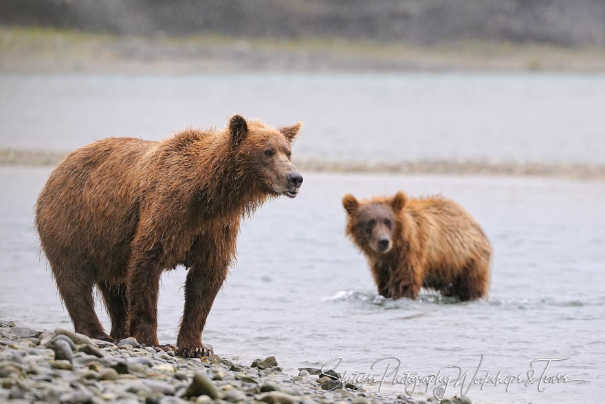 Two Silvertip Bears Fishing in River