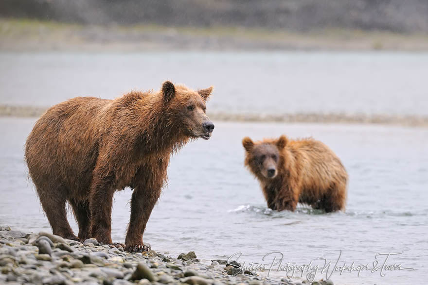 Two Silvertip Bears Fishing in River 20080814 123454