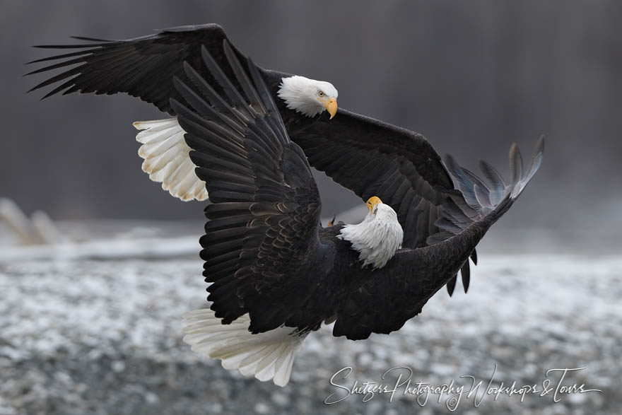 Two bald eagles attack inflight