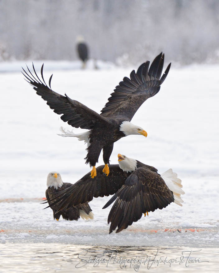 Two bald eagles fighting while flying