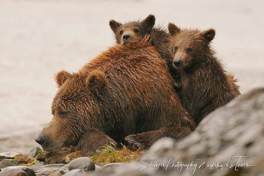 Two bear cubs playing on their napping mother