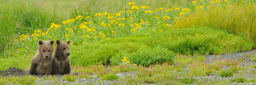 Two cute baby bears sitting in a field