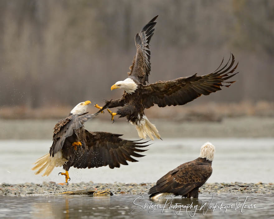 Two eagles fight in mid-air