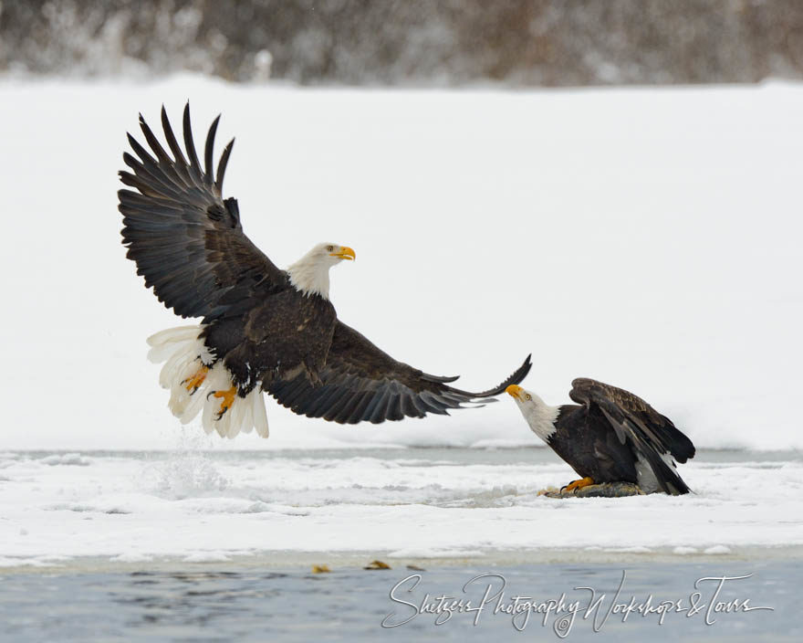 Two eagles near river during wintertime in Alaska