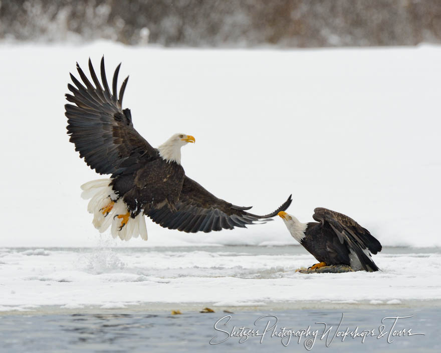 Two eagles near river during wintertime in Alaska 20121103 150929