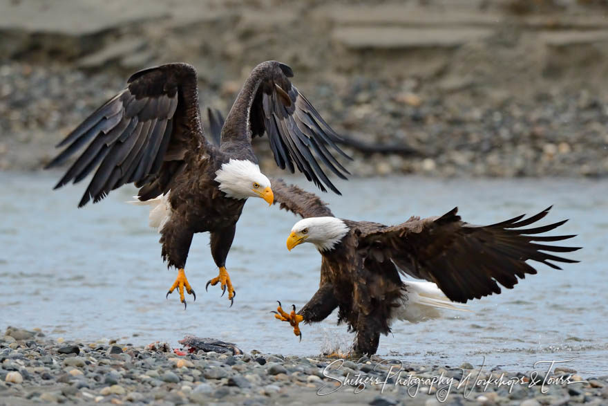 Two eagles spar over dead fish