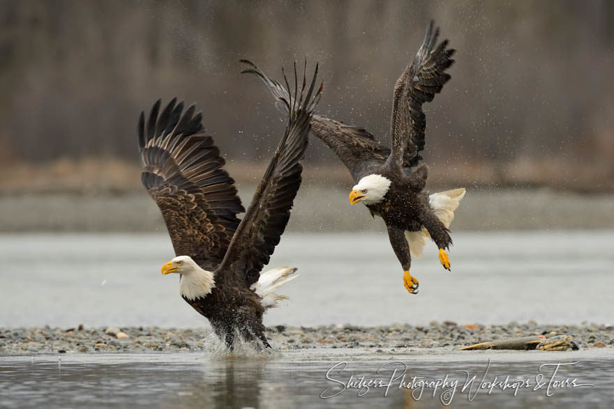 Two eagles splashing on river