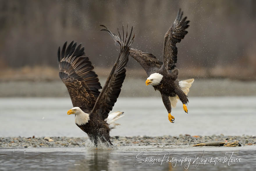 Two eagles splashing on river 20141103 092944