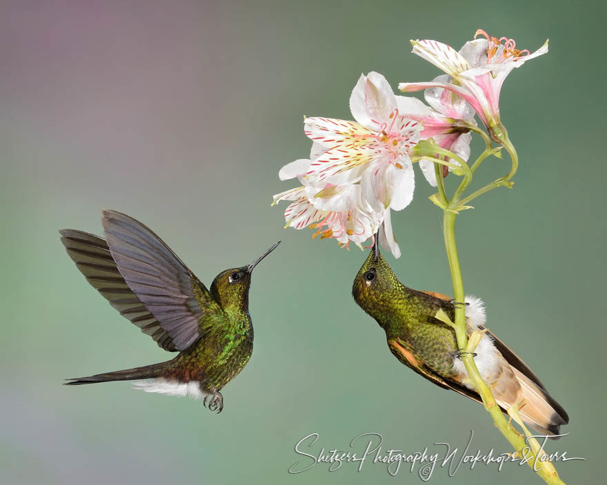 Two hummingbirds feed from white and pink blooming flower
