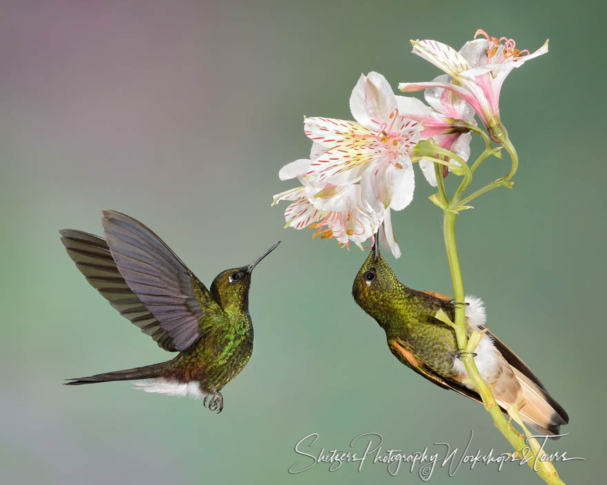 Two hummingbirds feed from white and pink blooming flower 20130607 142016