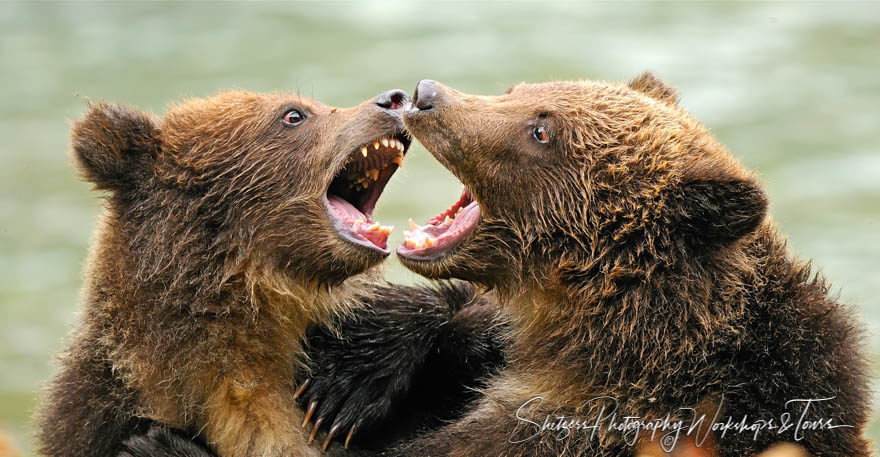 Two playful grizzly bear cubs jawing