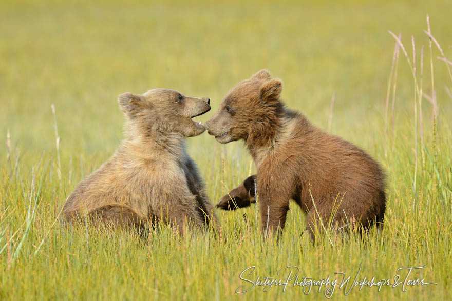 Two small brown bear cubs play together in the sedge