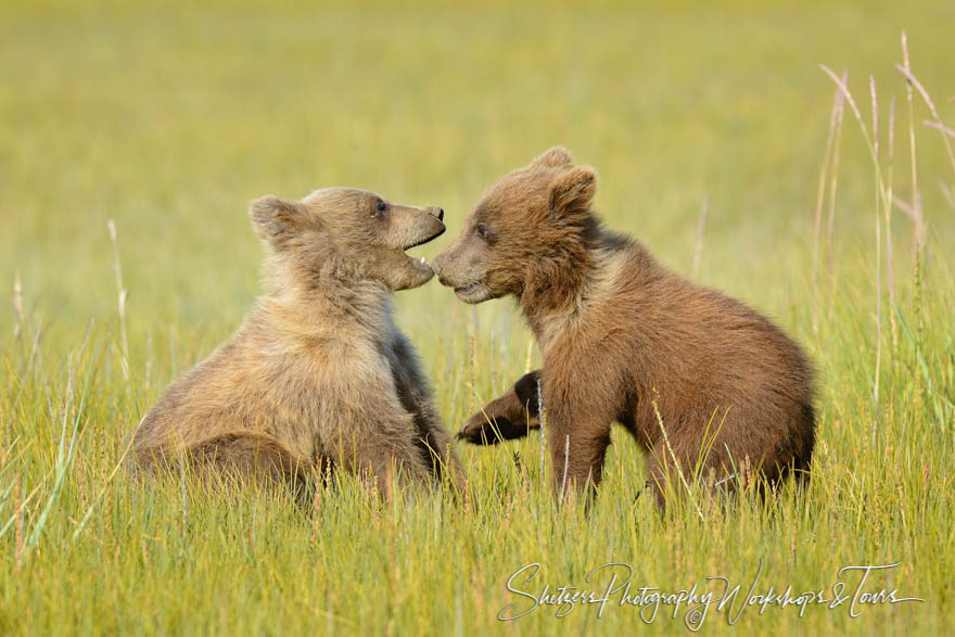 Two small brown bear cubs play together in the sedge 20130731 191238