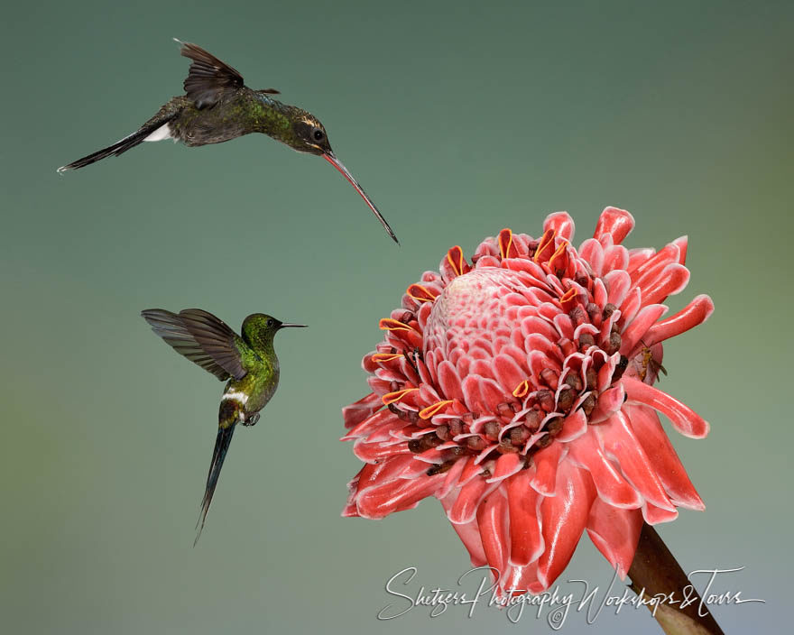 Two species of hummingbirds hover near brightly blooming flower