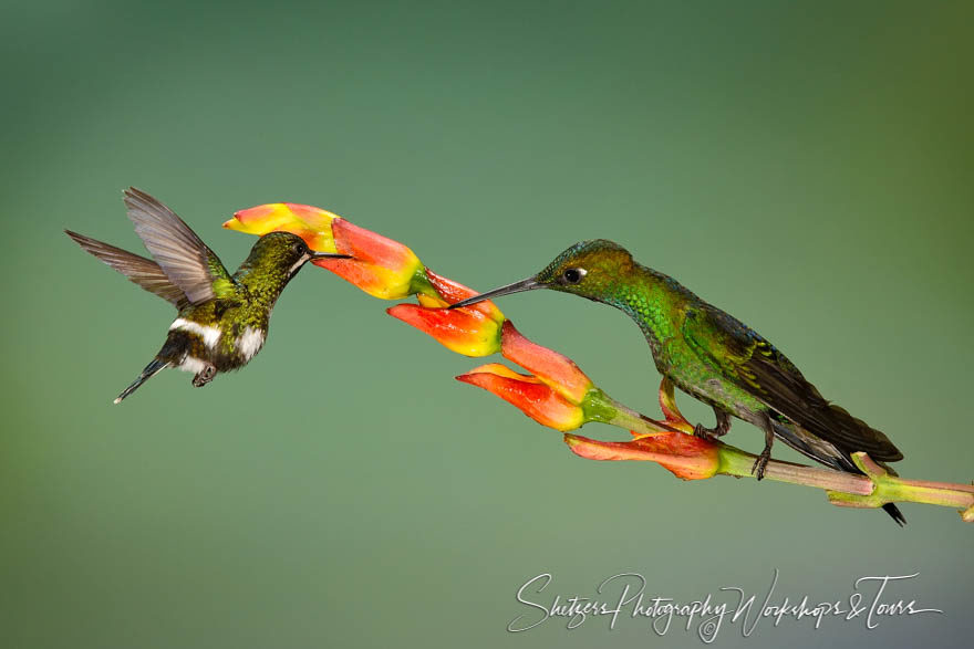 Two species of hummingbirds share a meal