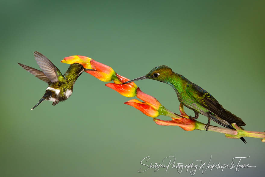 Two species of hummingbirds share a meal 20130531 095658