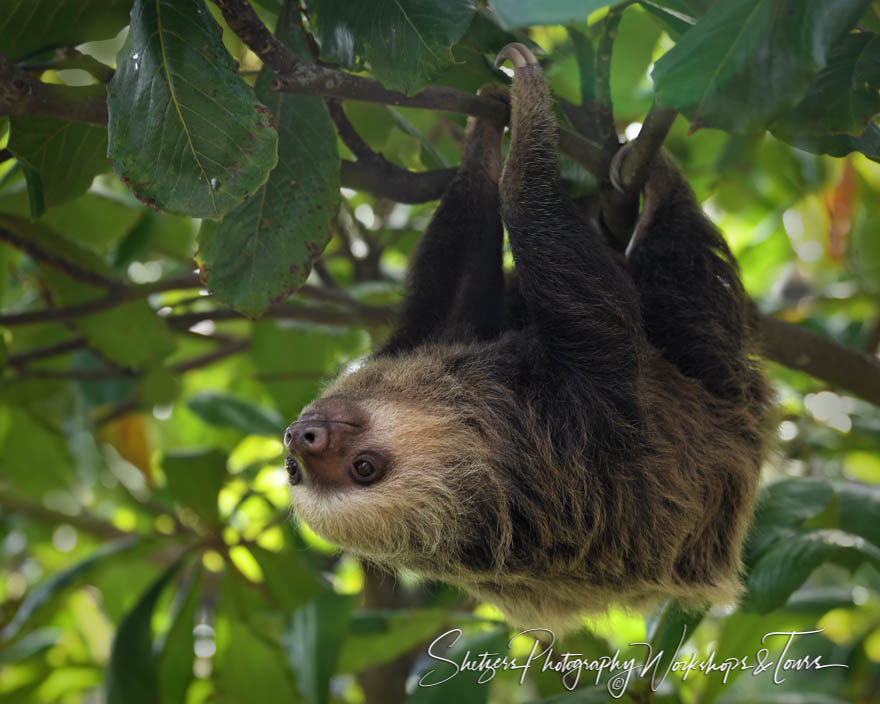 Two toed sloth in tree