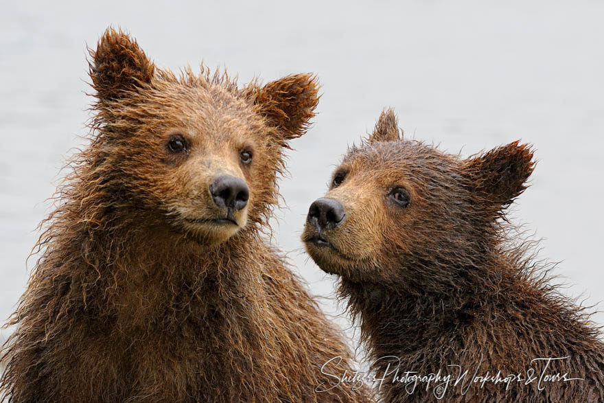 Two wet grizzly bear cubs in Alaska