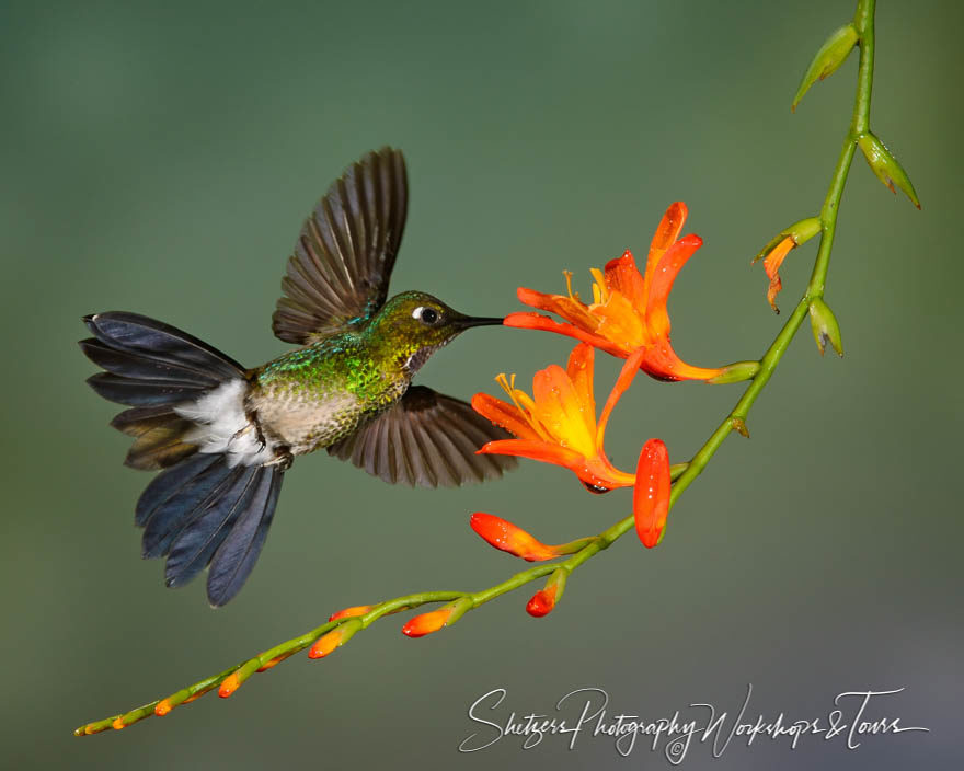 Tyrian Metaltail Hummingbird