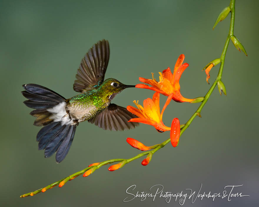 Tyrian Metaltail Hummingbird 20120607 133912